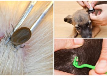 Comment enlever des asticots sur un chien ?