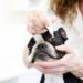 Quel collyre pour conjonctivite chien ?