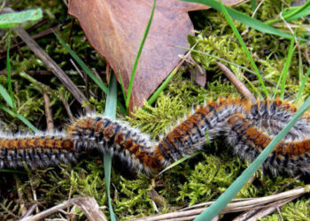 Comment arrive la chenille processionnaire ?