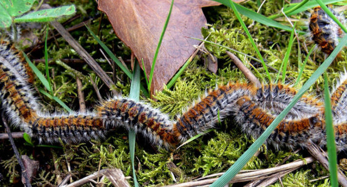Comment arrive la chenille processionnaire ?