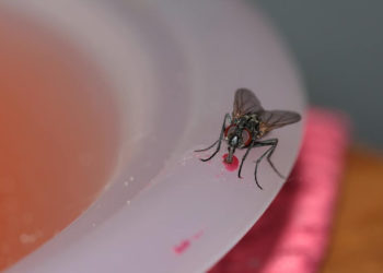 Comment se débarrasser des mouches dans la maison naturellement ?