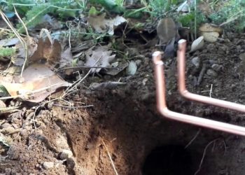 Comment piéger une taupe facilement ?