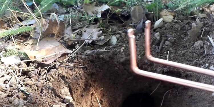 Comment piéger une taupe facilement ?