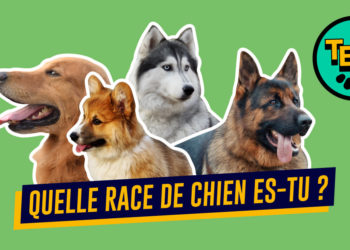 Quel chien est fait pour moi test ?