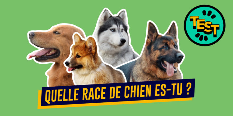 Quel chien est fait pour moi test ?