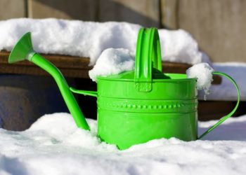 Est-ce que les mouches meurent en hiver ?