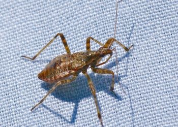 Quel animal n'est pas un insecte ?