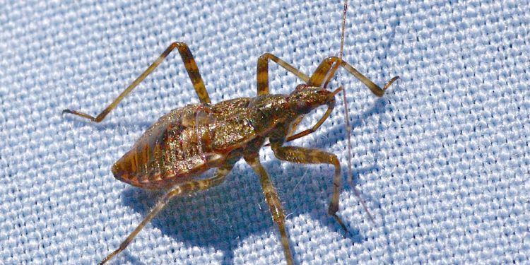 Quel animal n'est pas un insecte ?