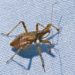 Quel animal n'est pas un insecte ?