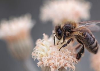 Comment identifier les insectes ?