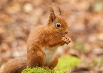 Comment voit un écureuil ?