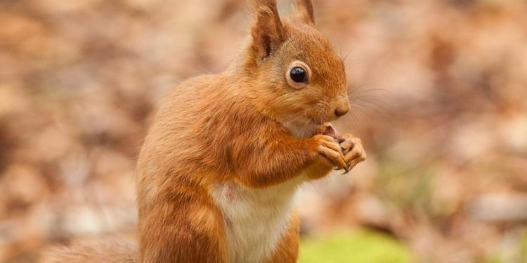 Comment voit un écureuil ?