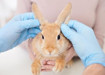 Où prendre un lapin ?