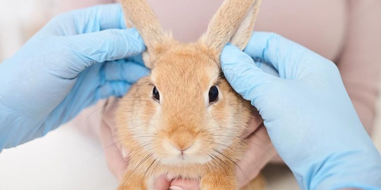 Où prendre un lapin ?