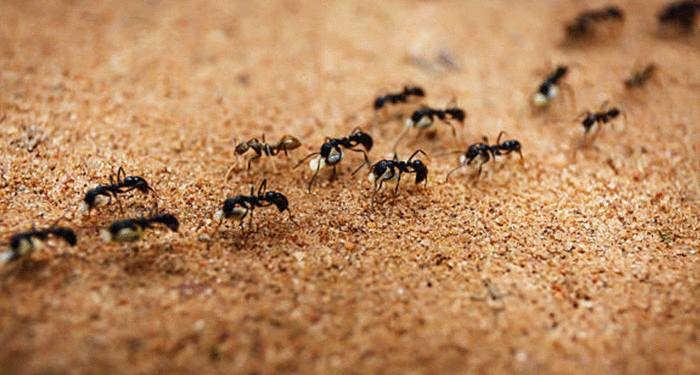 Qu'est-ce qui attire les fourmis charpentières ?