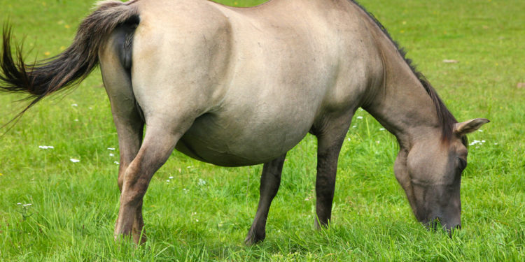 Comment appeler sa jument ?