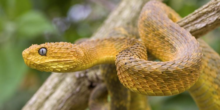 Quel est le meilleur serpent pour commencer ?