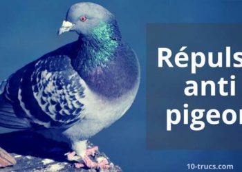 Quelle odeur fait fuir les pigeons ?