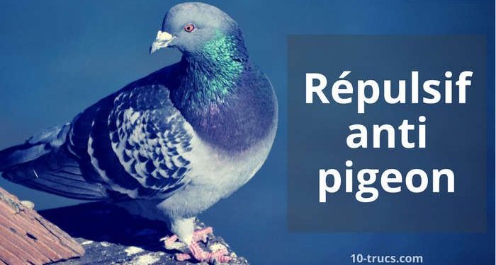 Quelle odeur fait fuir les pigeons ?