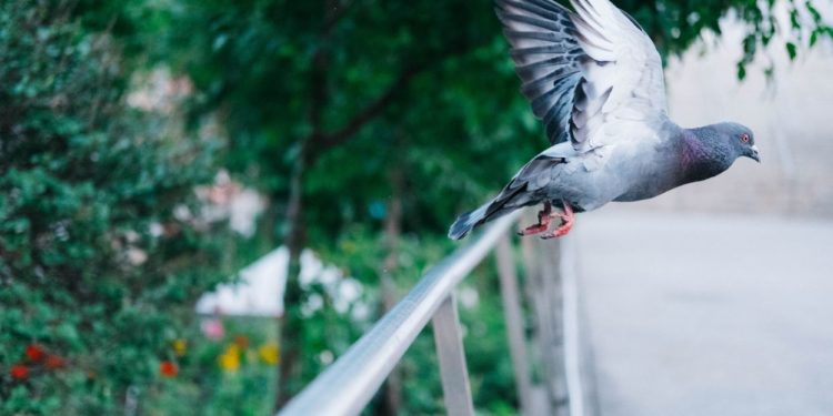 Comment éloigner les pigeons des mangeoires ?