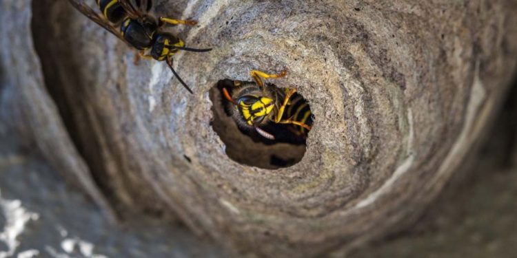 Comment se débarrasser d'un nid de pigeon ?