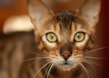 Quel désinfectant chat ?