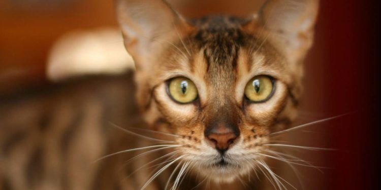 Quel désinfectant chat ?