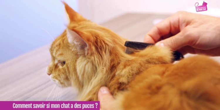 Comment Eliminer les puces de mon chat naturellement ?