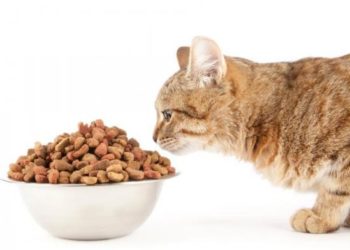 Comment nourrir un chat malade du foie ?