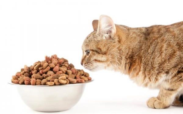 Comment nourrir un chat malade du foie ?