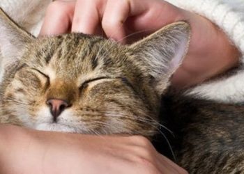 Comment soigner un chat qui a la jaunisse ?