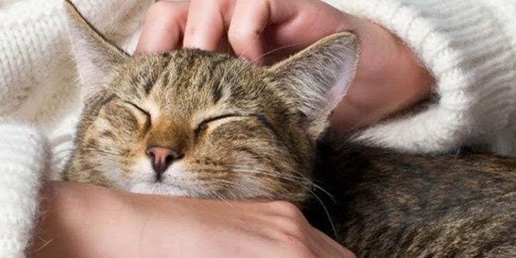 Comment soigner un chat qui a la jaunisse ?