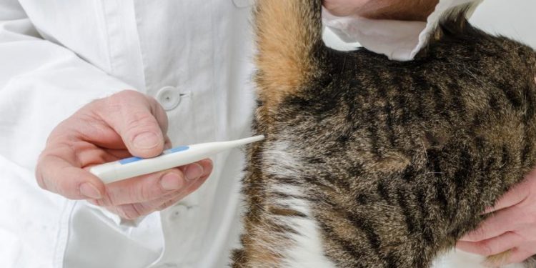 Pourquoi mon chat a des vers blancs ?