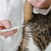 Pourquoi mon chat a des vers blancs ?
