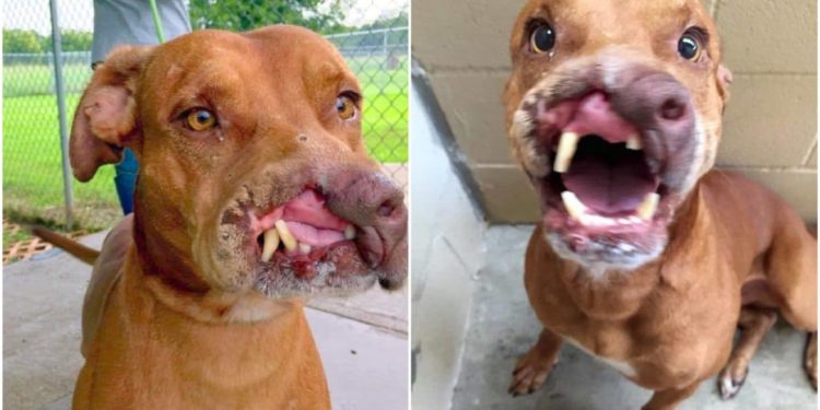 Est-ce qu'un chat peut être enceinte d'un chien ?