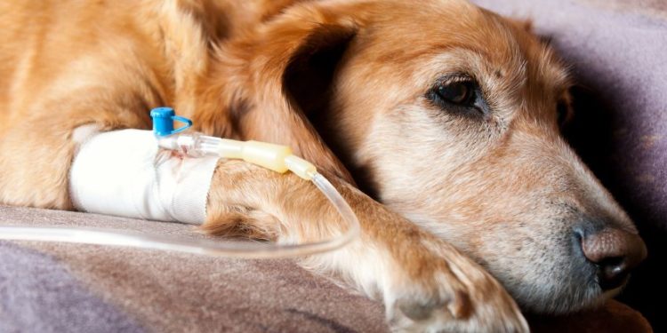 Quel animal donné la leptospirose ?