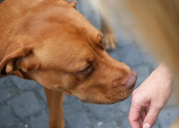 Pourquoi mon chien à son zizi qui sort ?