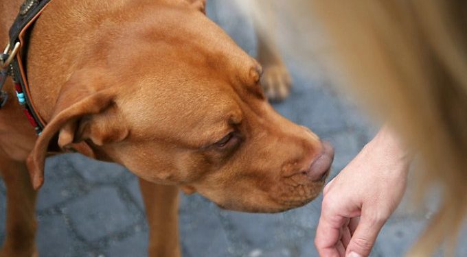Pourquoi mon chien à son zizi qui sort ?