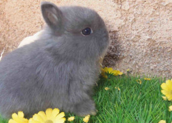 Comment savoir si mon lapin nain a des vers ?