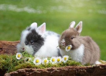 Comment un lapin se purge ?