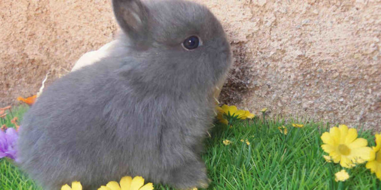 Comment savoir si mon lapin nain a des vers ?