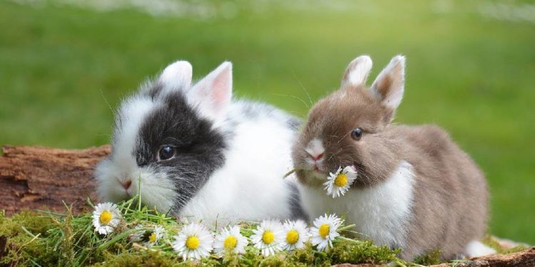 Comment un lapin se purge ?