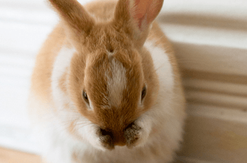 Est-ce qu'un lapin peut mourir de peur ?