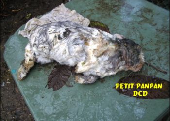 Pourquoi mon lapin nain est mort ?