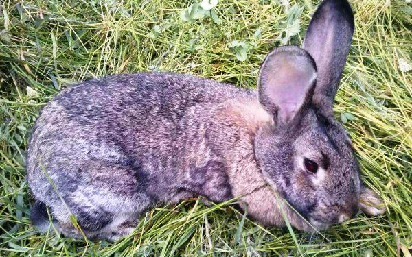 Comment traiter la coccidiose chez le lapin ?