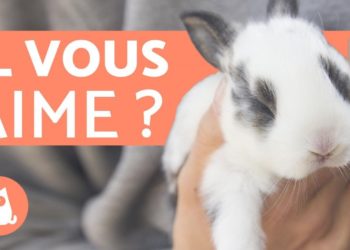 Comment savoir si mon lapin nain m'aime ?
