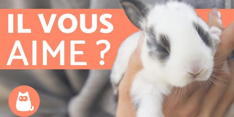 Comment savoir si mon lapin nain m'aime