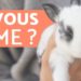 Comment savoir si mon lapin nain m'aime ?