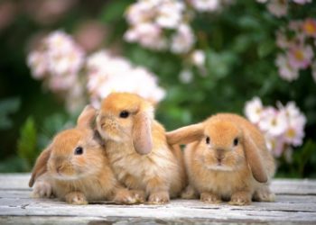 Est-ce que le lapin dort la nuit ?