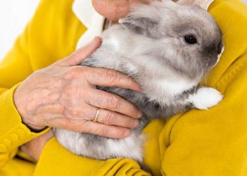 Comment avoir de la complicité avec son lapin ?